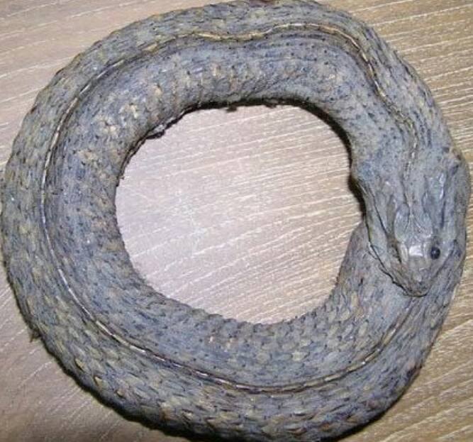 นาคบาศ งูกินหาง
