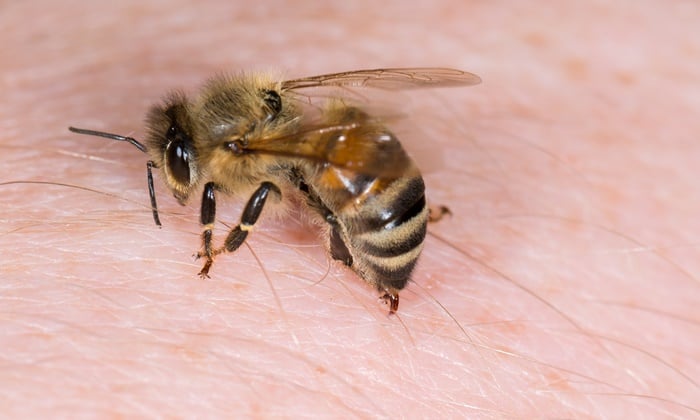 ฝันว่าผึ้งต่อย เตรียมตัวสละโสดได้คุณจะพบเนื้อคู่เป็นชาวต่างชาติ